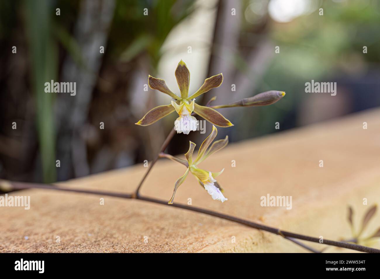 Small Orchid Flower of the Genus Encyclia Stock Photo