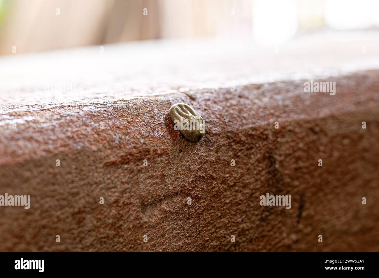 Female Adult Tick of the Order Ixodida Stock Photo