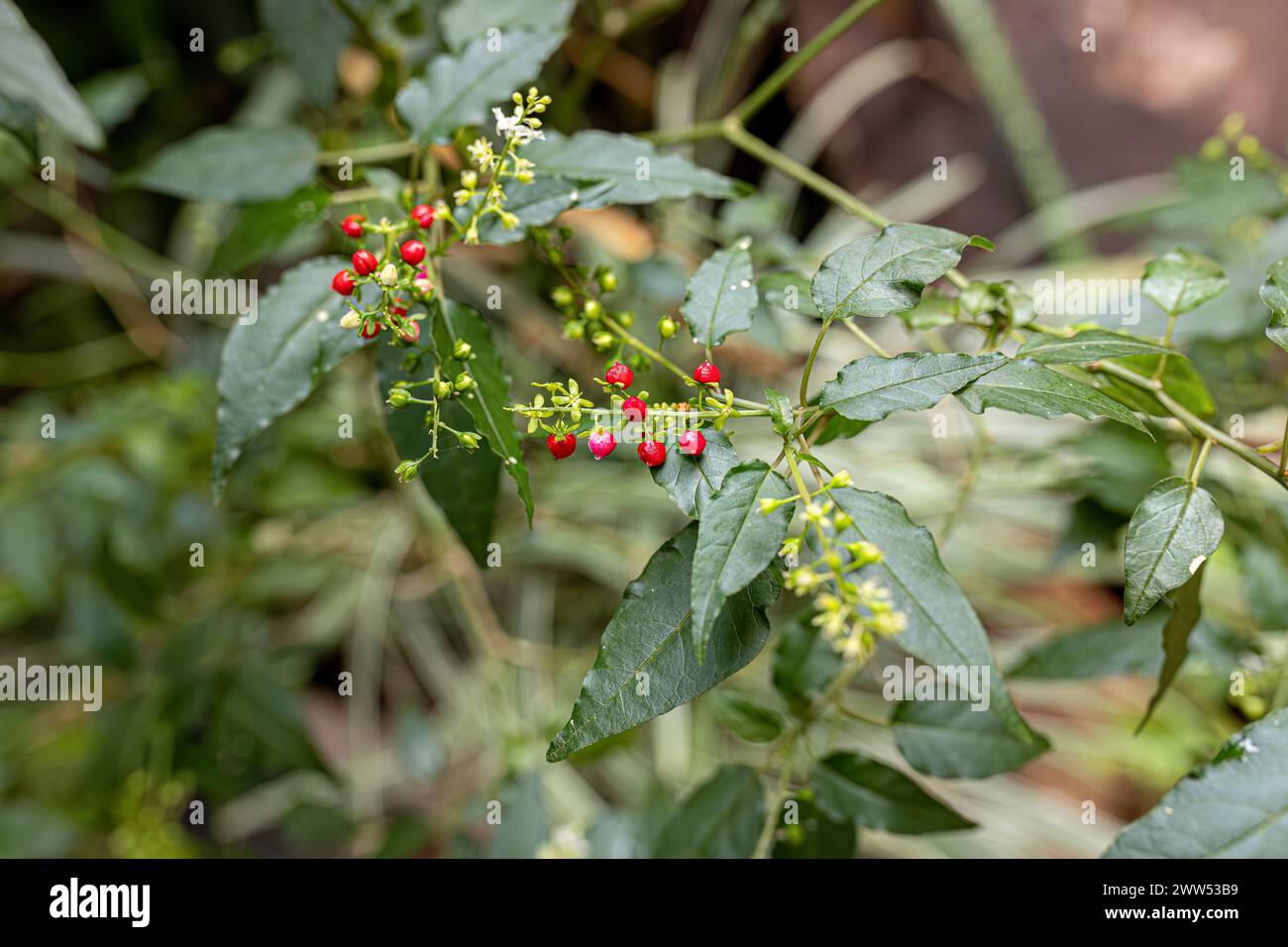 Small Pigeonberry Plant of the species Rivina humilis Stock Photo