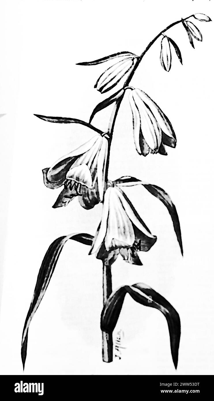 Line drawing of Lilium Hookeri stem and flowers, from an illustration by J. Allen. Black and white. Photograph taken from a magazine originally published in 1898. Stock Photo