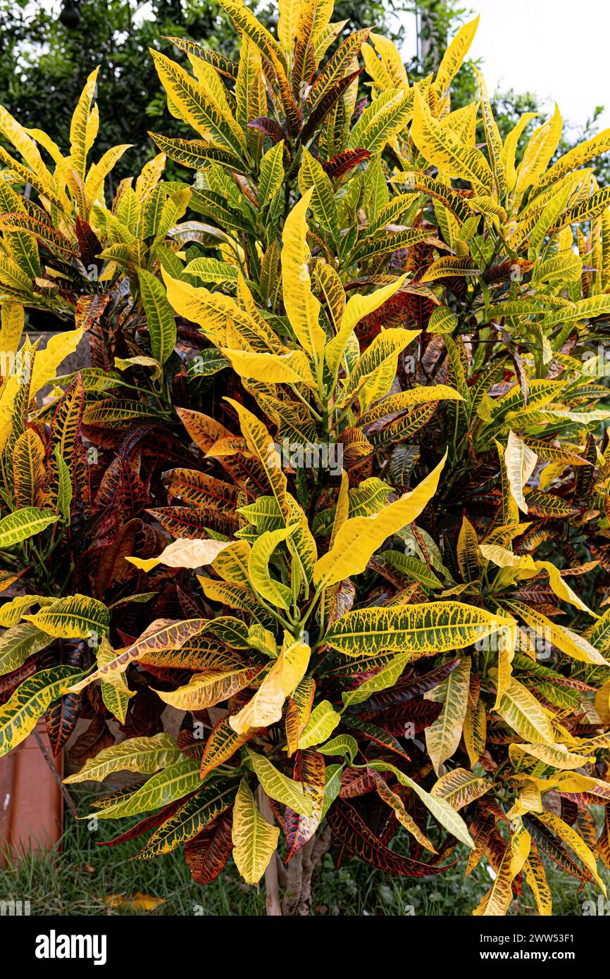 Variegated Croton Plant of the species Codiaeum variegatum Stock Photo