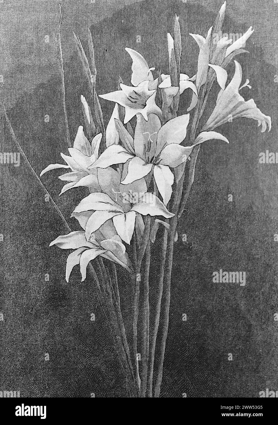 The Bride (Gladiolus Collvillei Alba), from an unattributed still life. Black and white. Photograph taken from a magazine originally published in 1899. Stock Photo