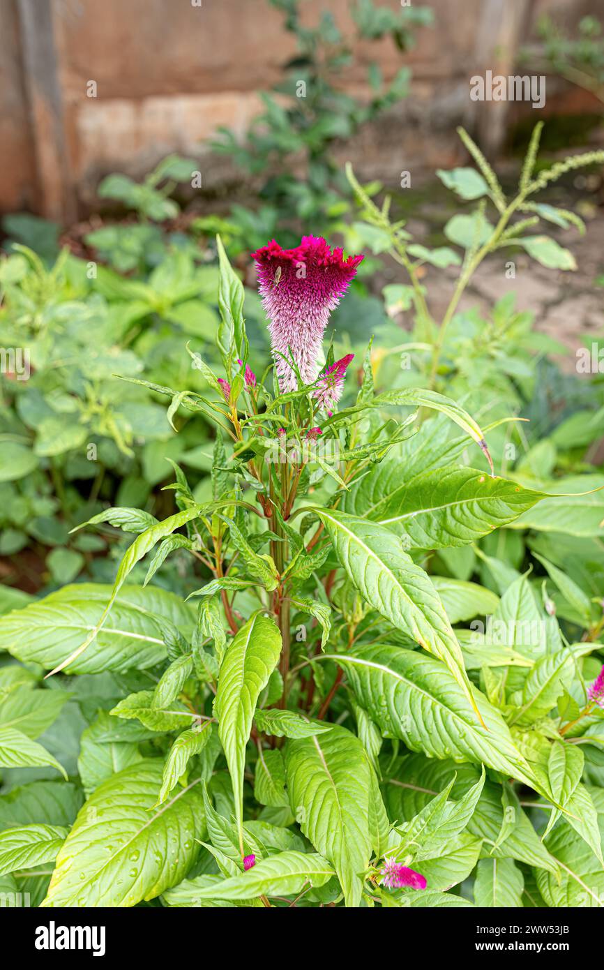 Quail Grass Flowering Plant of the species Celosia argentea Stock Photo