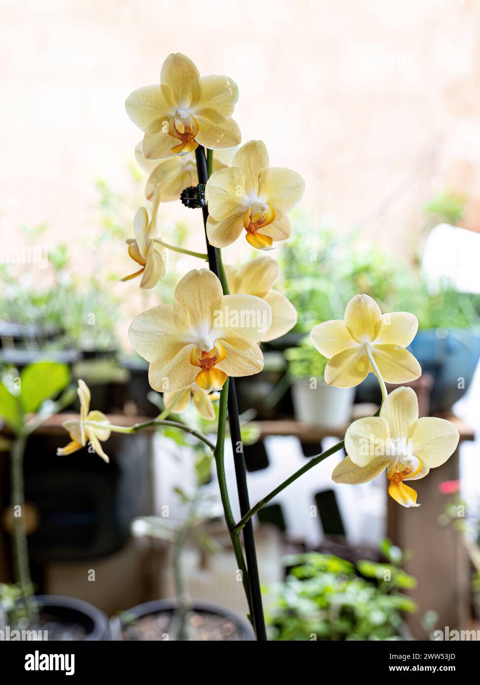 Orchid Flowering Plant of the Family Orchidaceae Stock Photo - Alamy