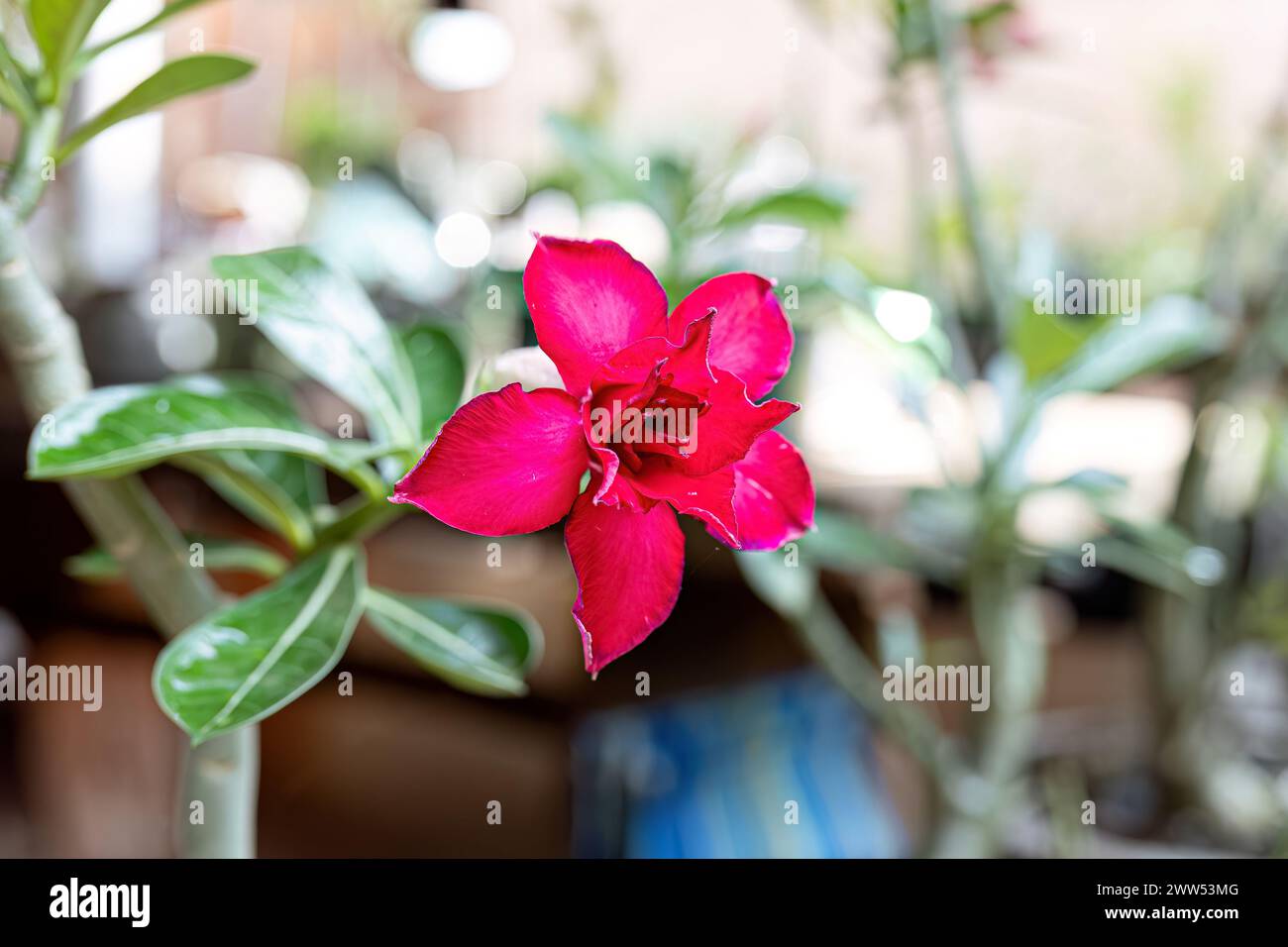Desert Rose Plant of the species Adenium obesum Stock Photo - Alamy