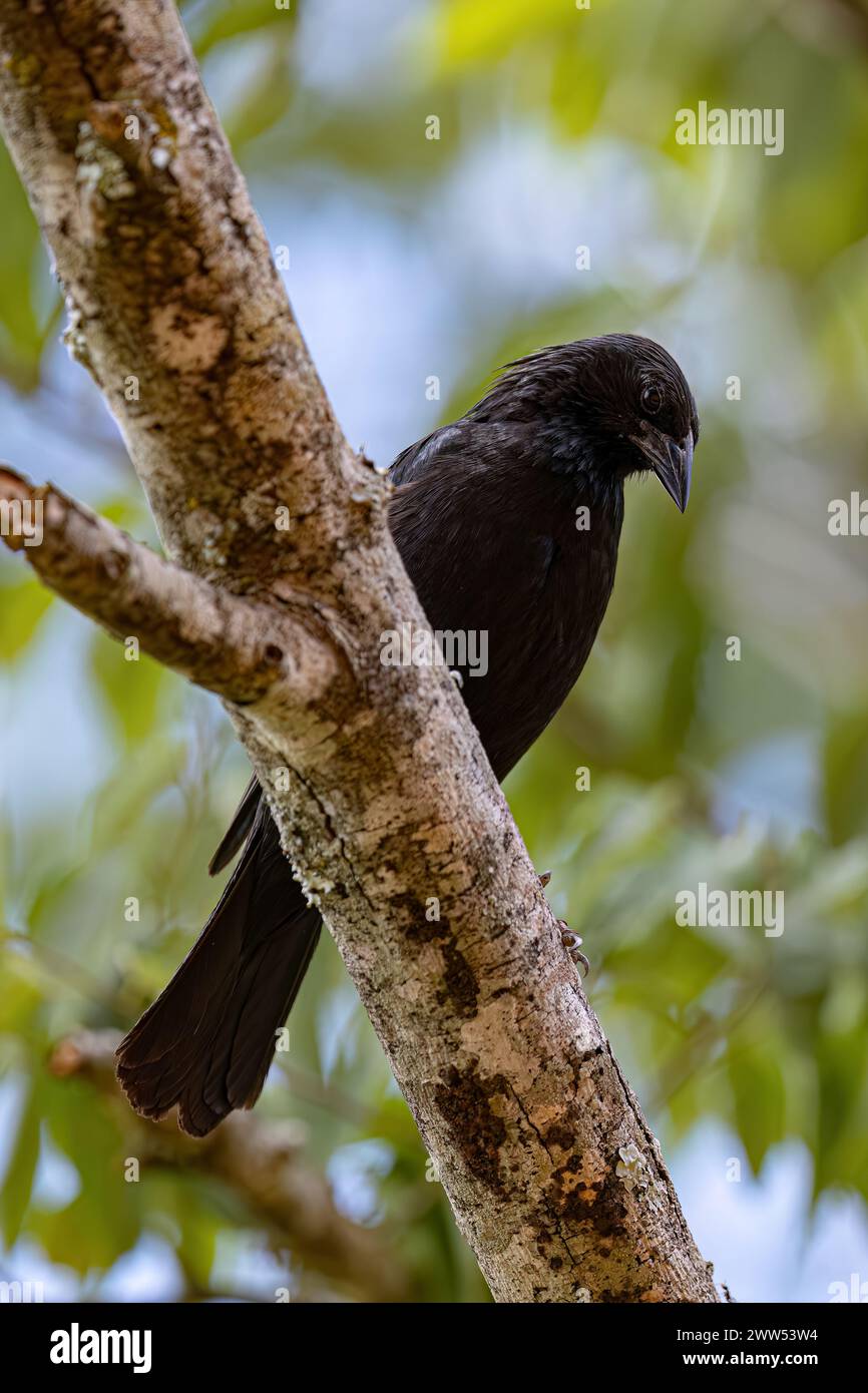 Black Chopi Blackbird of the species Gnorimopsar chopi Stock Photo