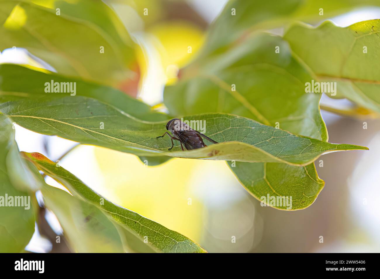 Horse Fly Insect of the Family Tabanidae Stock Photo