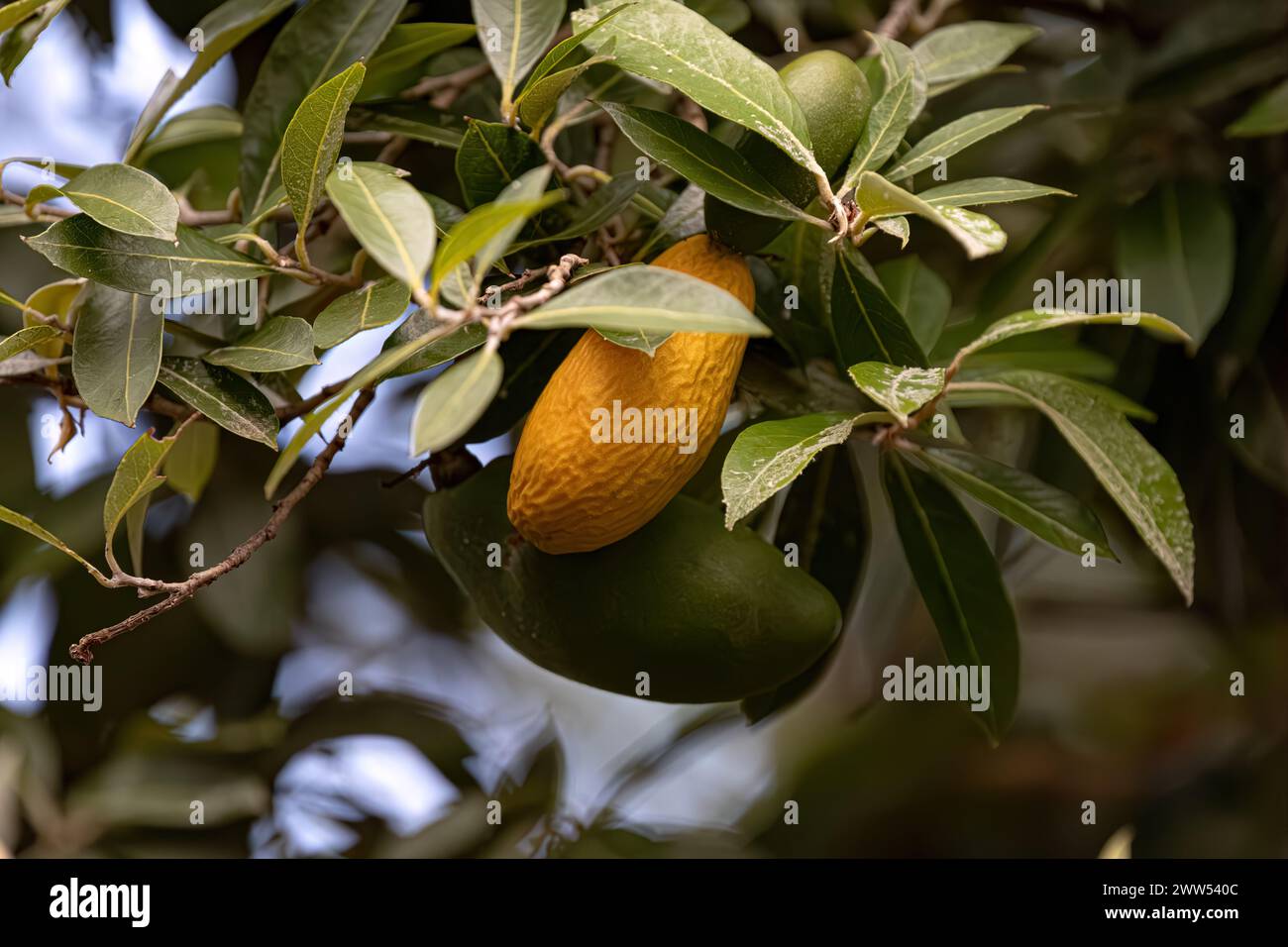 Foliage and Fruit of the South American plant called oiti of the species Licania tomentosa Stock Photo