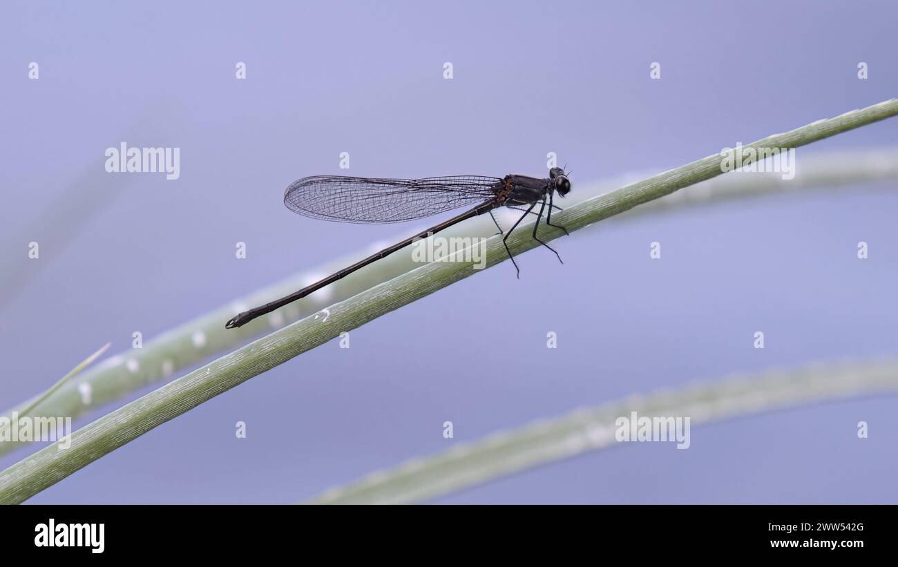 Adult Broad-winged Damselfly of the Family Calopterygidae Stock Photo
