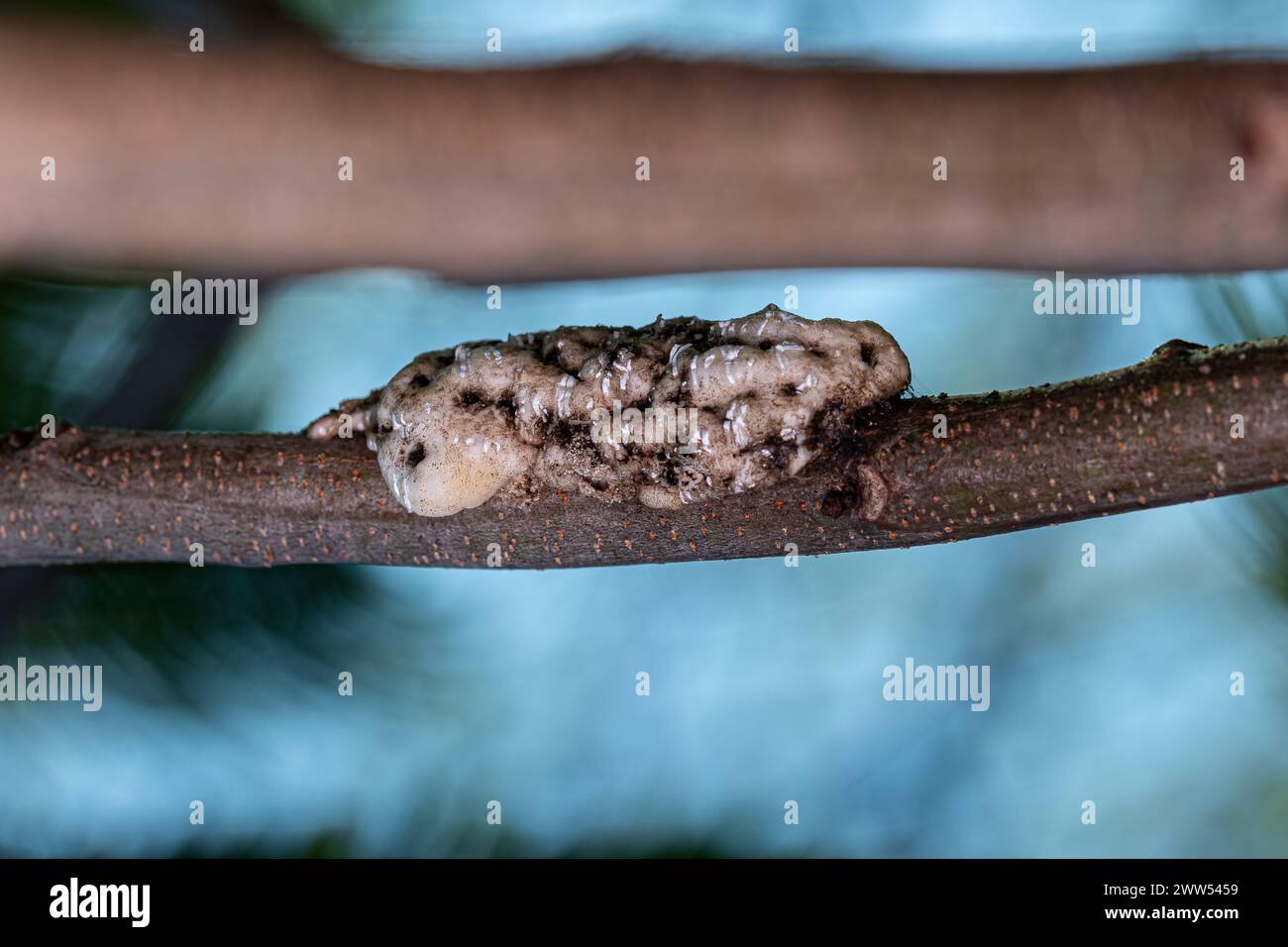 White Tortoise Scales of the Family Coccidae Stock Photo