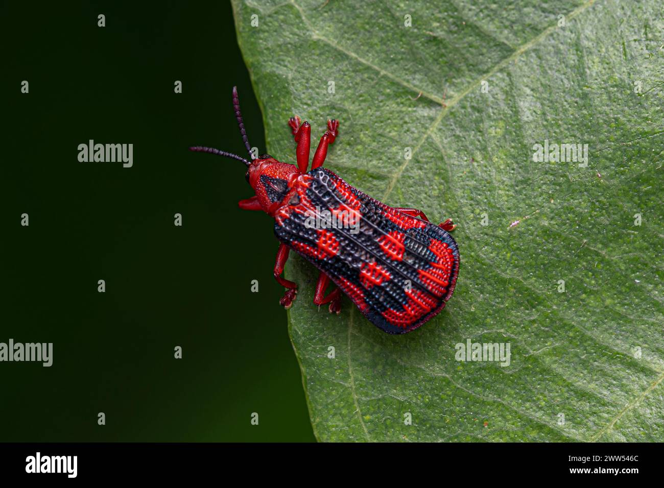 Adult Leaf Beetle of the species Metazycera purpurata Stock Photo