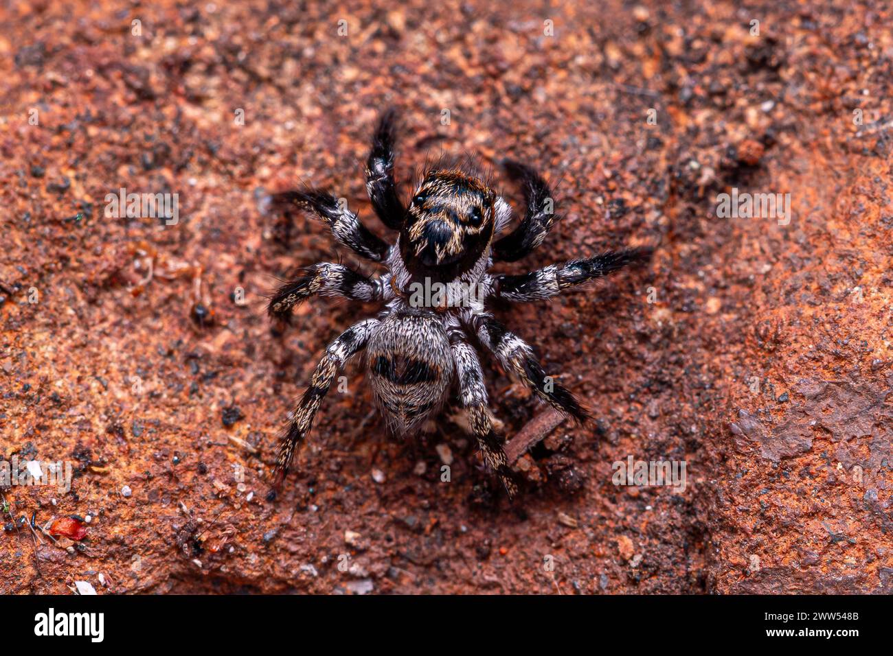 small jumping spider of the species Corythalia conferta Stock Photo