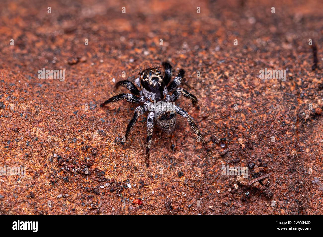 small jumping spider of the species Corythalia conferta Stock Photo