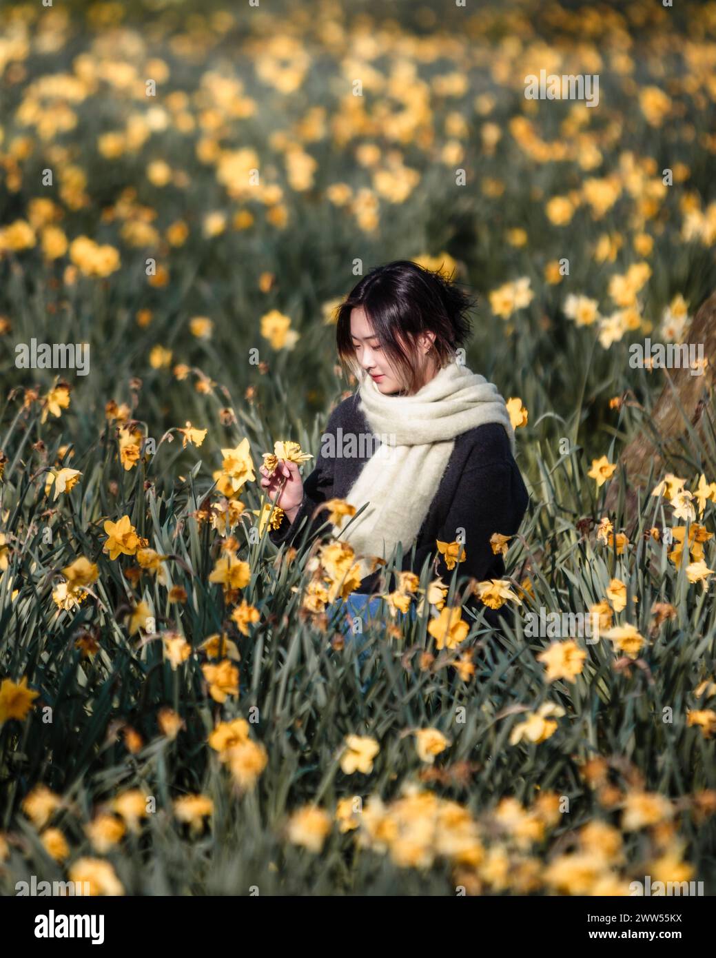 A tourist enjoys the London spring sunshine in a bed of daffodils in St. James's Park. Stock Photo