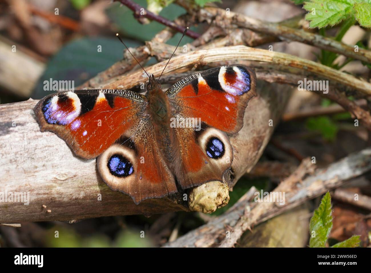 Natural closeup on a Peacock butterfly, Inachis io emerging from it's wintersleep , warming up on the ground with spread wings Stock Photo