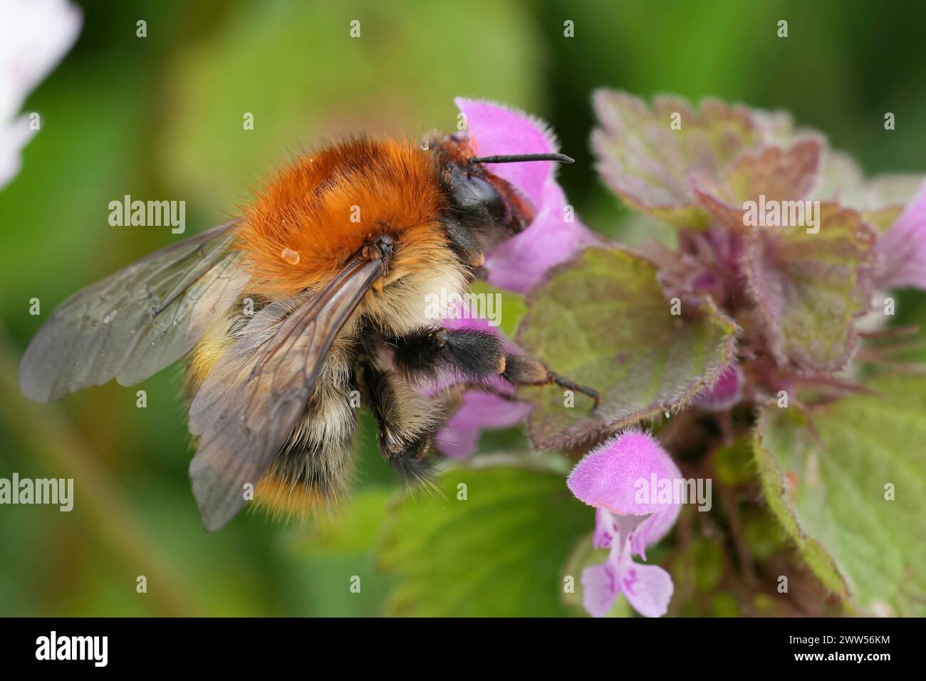 Detailed closeup on a queen Brown banded bumblebee, Bombus pascuorum on a purple Archangel flower, Lamium purpureum Stock Photo