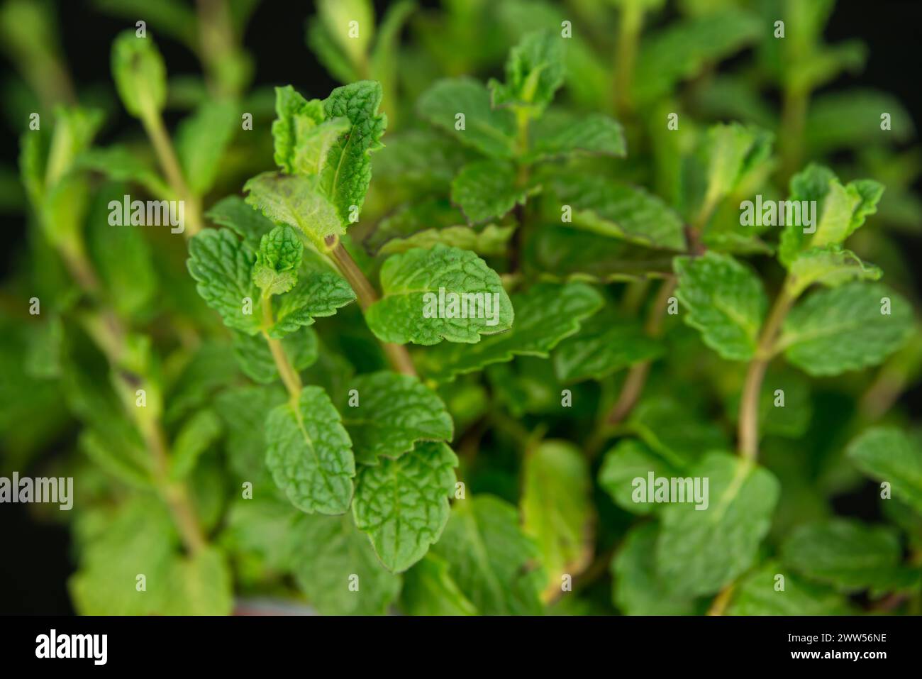 Closeup of mint leaves with small hairs and texture on black background, selective focus on one leaf. Stock Photo