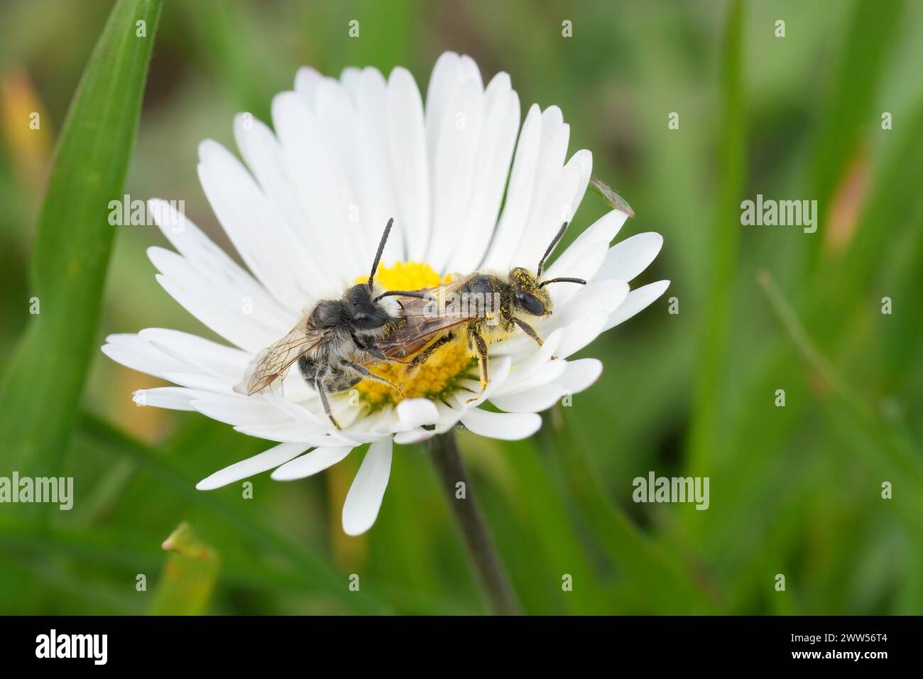 Detailed closeup on a Copulation of red-bellied miner mining bees, Andrena ventralis in a white common daisy flower, Bellis perennis Stock Photo