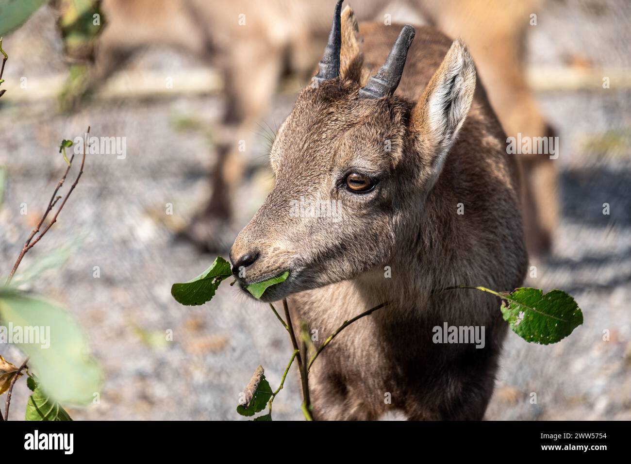 Juvenile ibex nibbling on green leaves, a tender moment in wildlife captured with detail against a natural rocky background. High Stock Photo