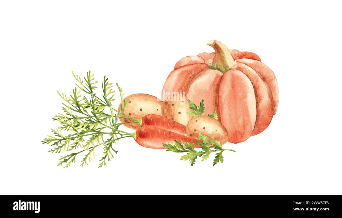 Vegetable composition for soup or puree. Pumpkin, carrot and potato. Hand drawn botanical watercolor illustration isolated on white background Stock Photo
