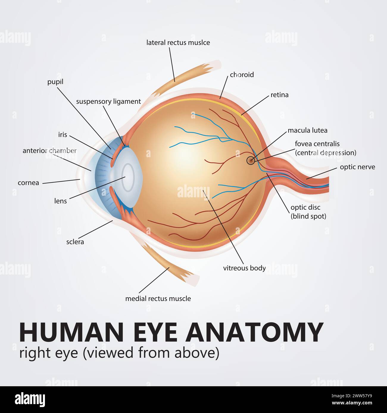 Human Eye Anatomy, Right Eye Viewed From Above, Vector Illustration Stock Vector