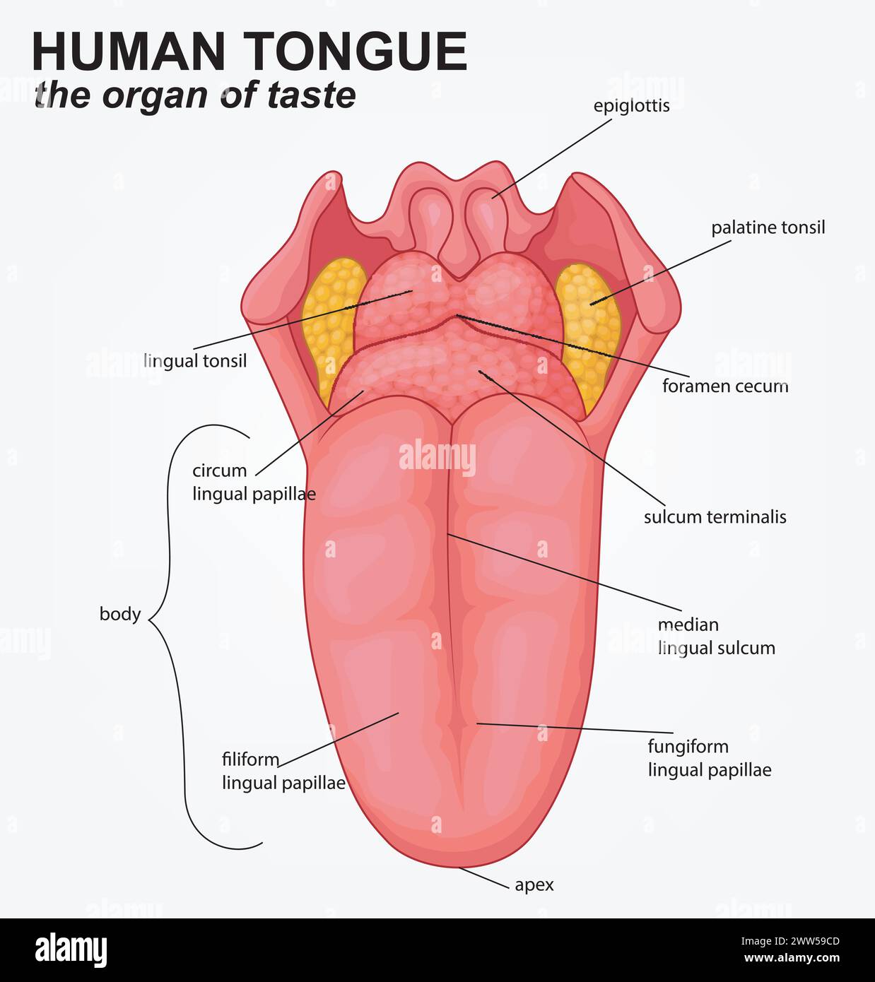 Human Tongue Anatomy Structure Cartoon, Vector Illustration Stock Vector