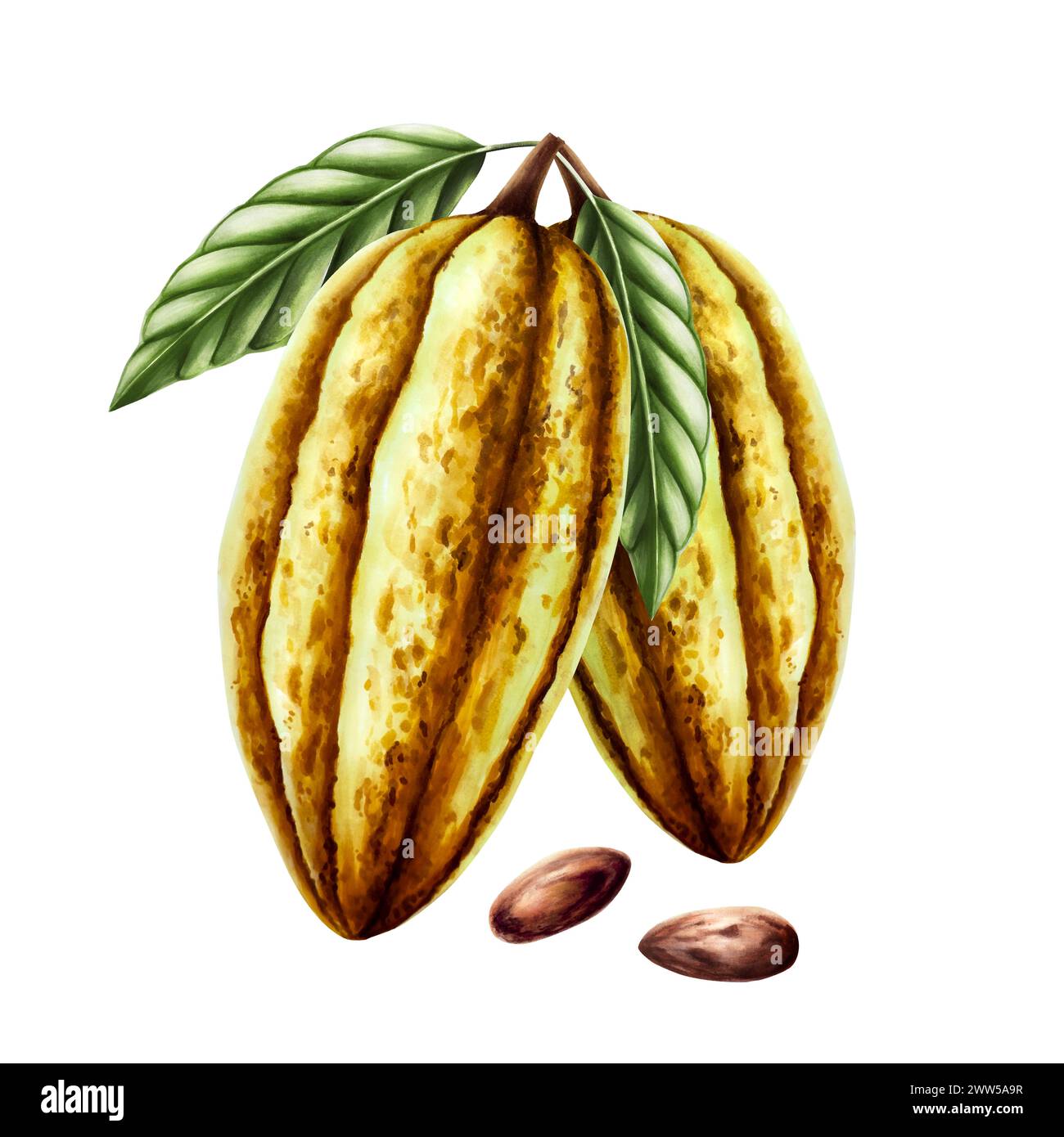 Watercolor composition with cocoa pods, fruit and green leaves and dry cocoa beans. Hand drawn beens, realistic organic superfood illustration isolate Stock Photo