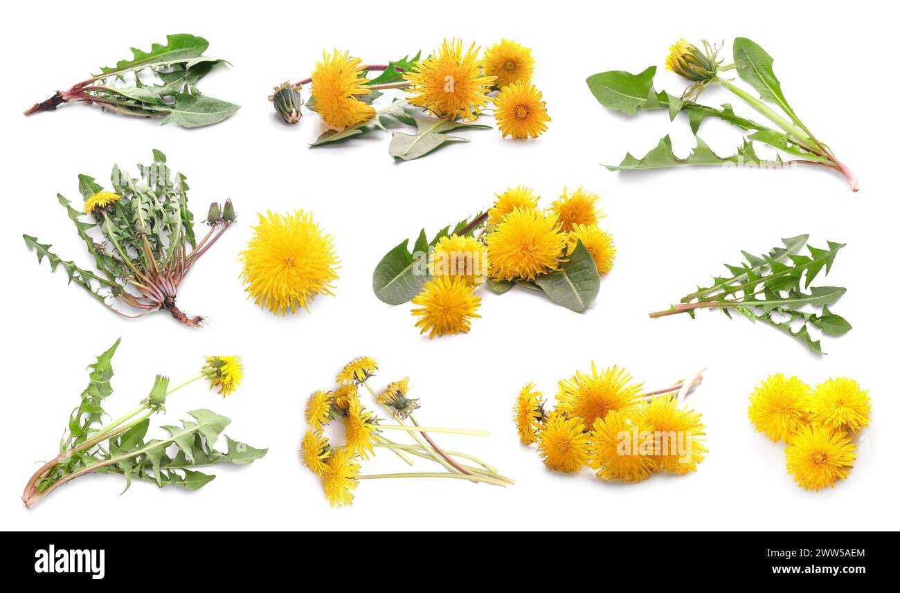 Set of many yellow dandelions on white background Stock Photo