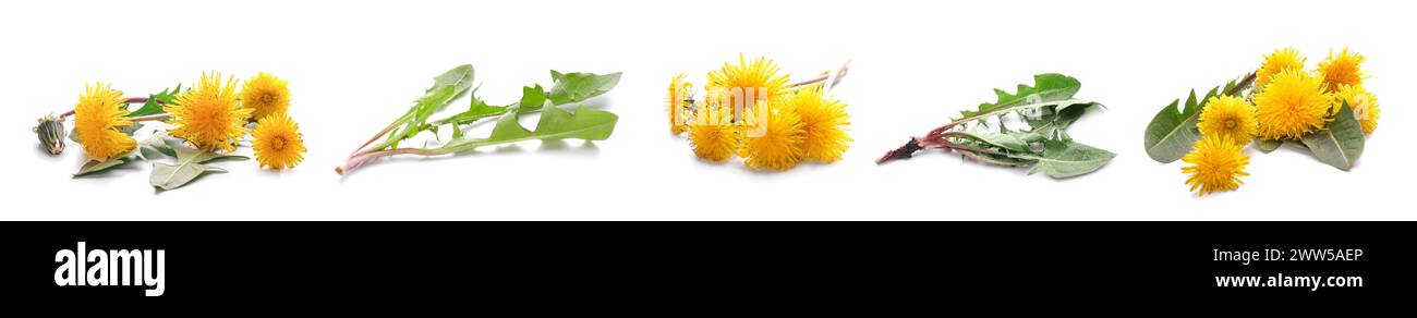 Set of yellow dandelions on white background Stock Photo