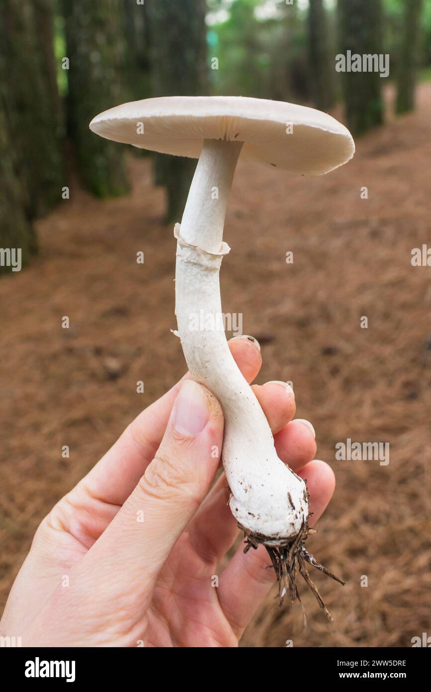 Morris' Amanita (Amanita morrisii) introduced mushroom in Sao Francisco de Paula, South of Brazil Stock Photo