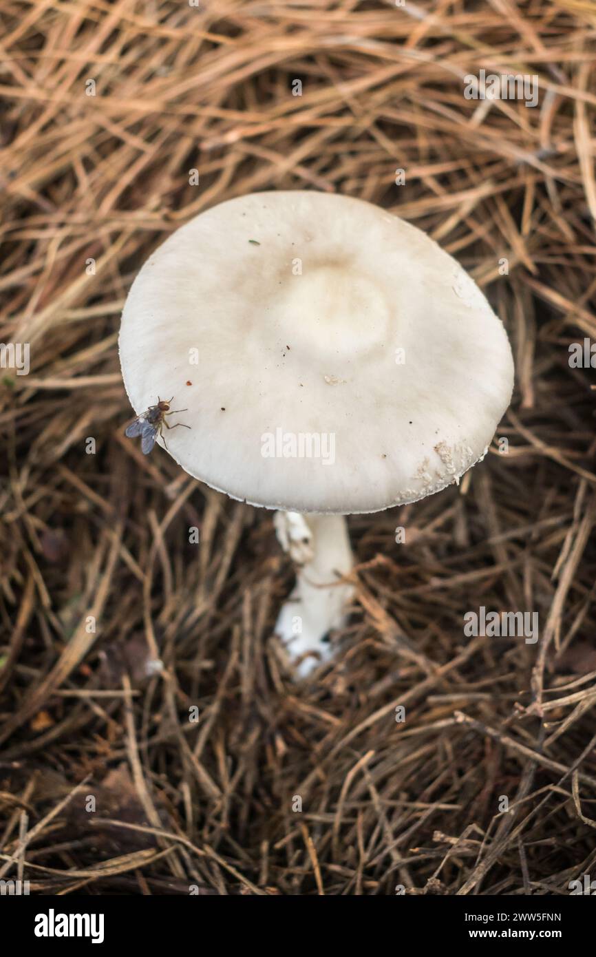 Morris' Amanita (Amanita morrisii) introduced mushroom in Sao Francisco de Paula, South of Brazil Stock Photo