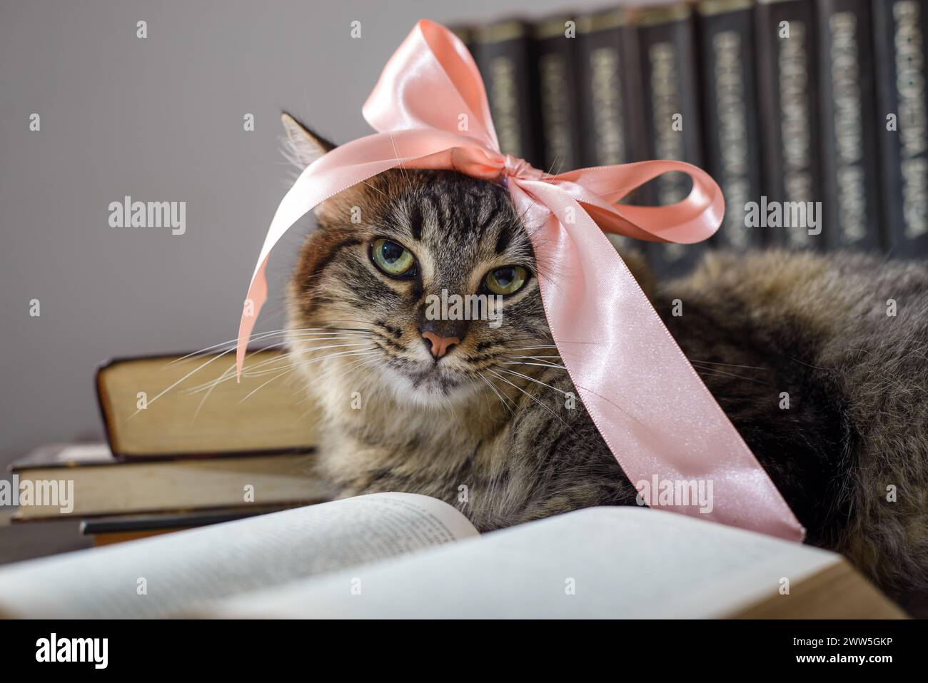Read book cat hi res stock photography and images Page 5 Alamy