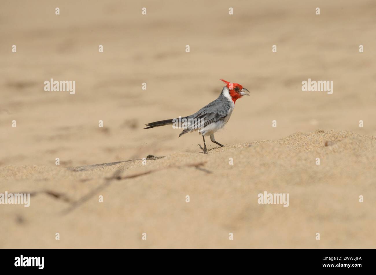 Land, sea and nature scapes Stock Photo