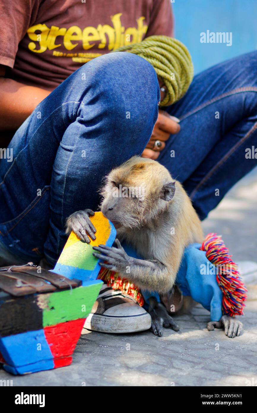 The exploitation of long-tailed monkeys (macaca fascicularis) to act for busking business at roadside. Stock Photo