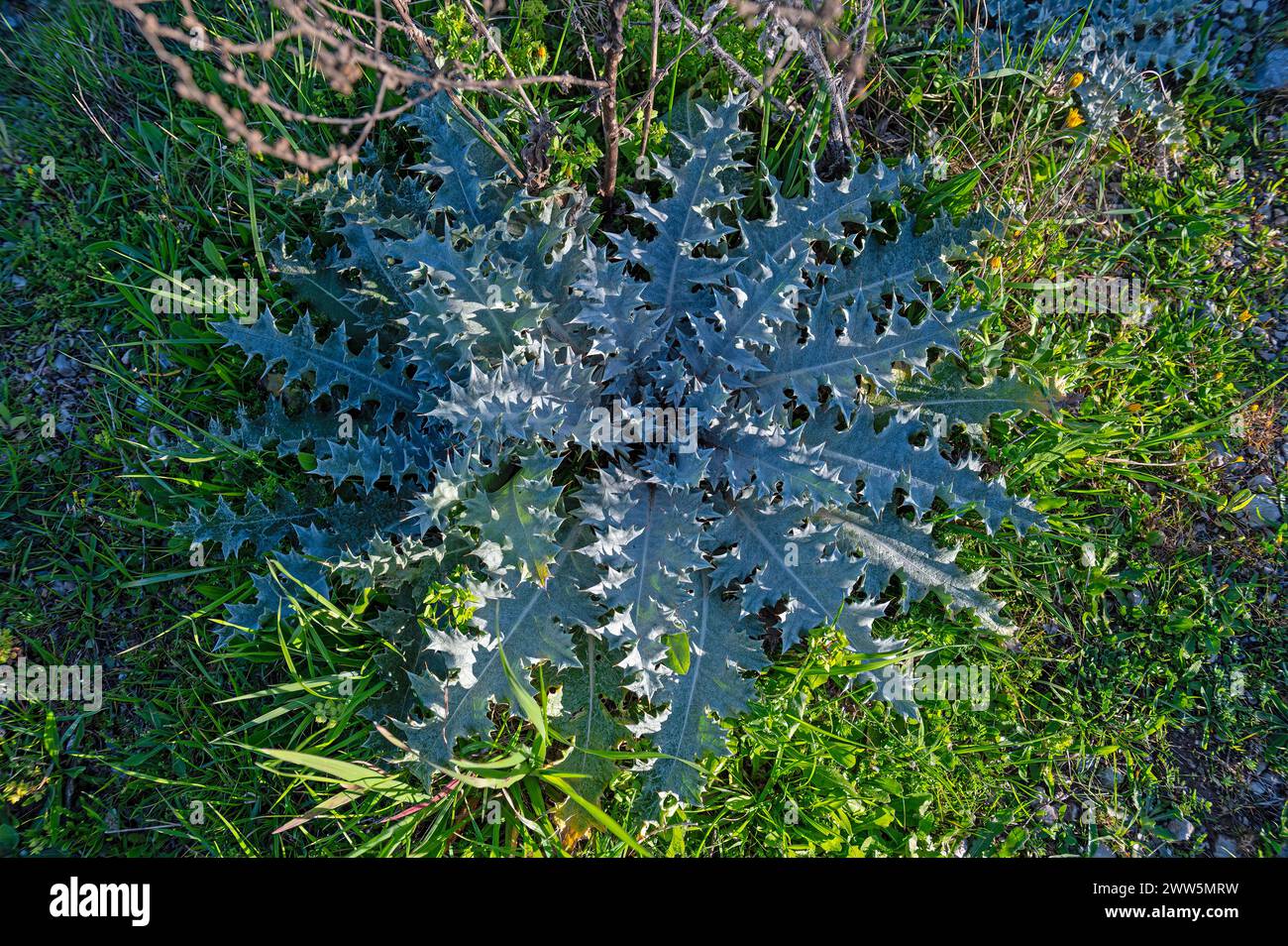 Musk thistle, Carduus nutans, growing in the green grass in spring. Stock Photo