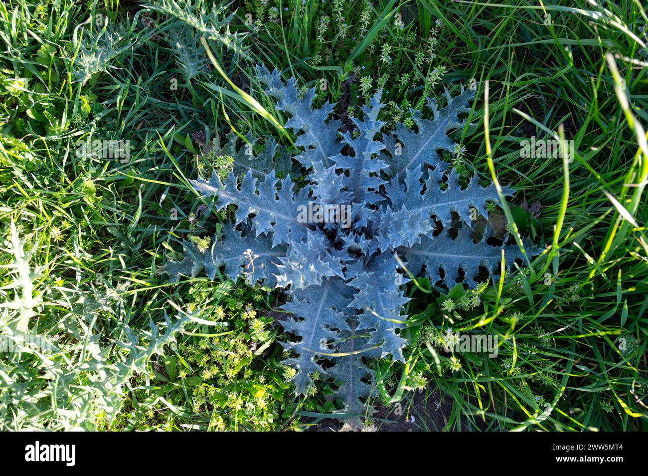 Musk thistle, Carduus nutans, growing in the green grass in spring. Stock Photo