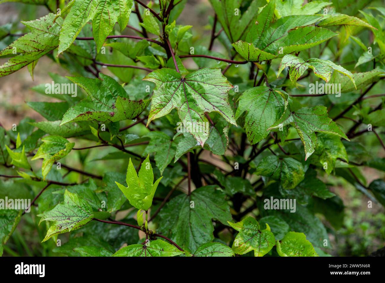 Hibiscus without flowers Trinidad and Tobago Stock Photo