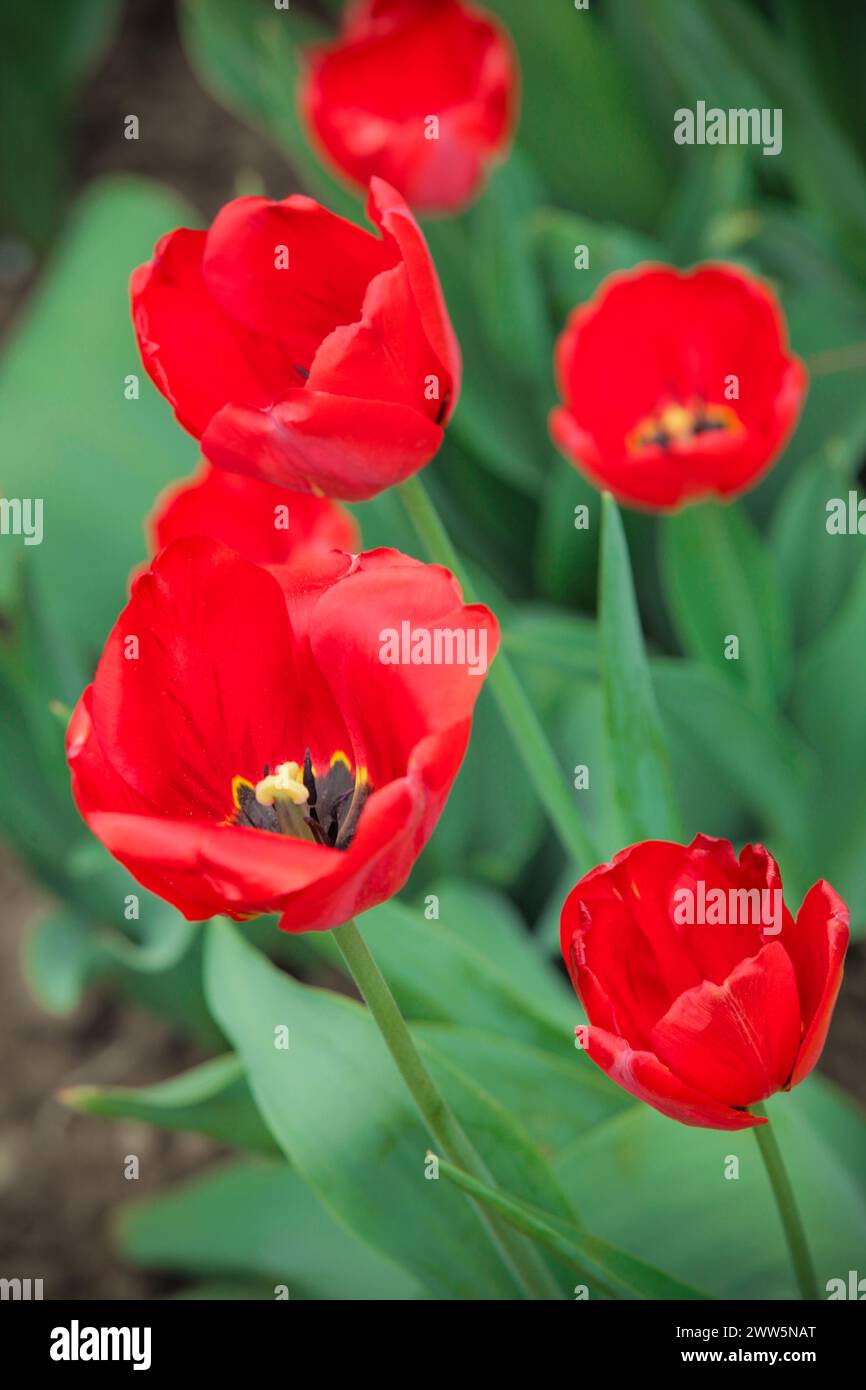 Flowerbed with spring flowers. Opened buds of red tulips. View from above. Hobby and gardening concept. Stock Photo