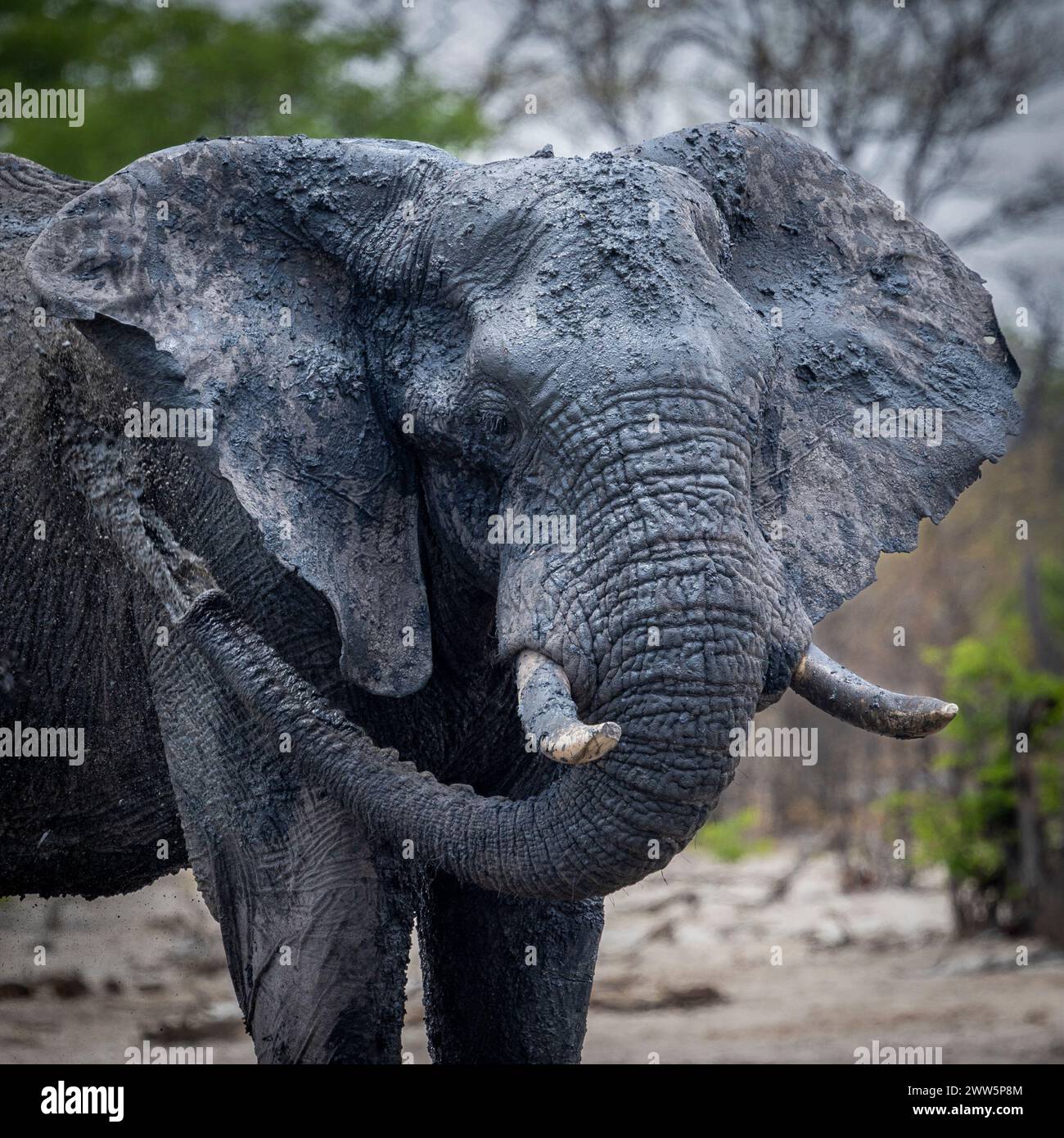 Elephant stomping in the mud in Botswana, Africa Stock Photo - Alamy