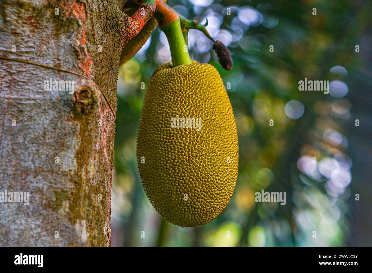 Ripe Jackfruit Hanging On It's Tree Stock Photo