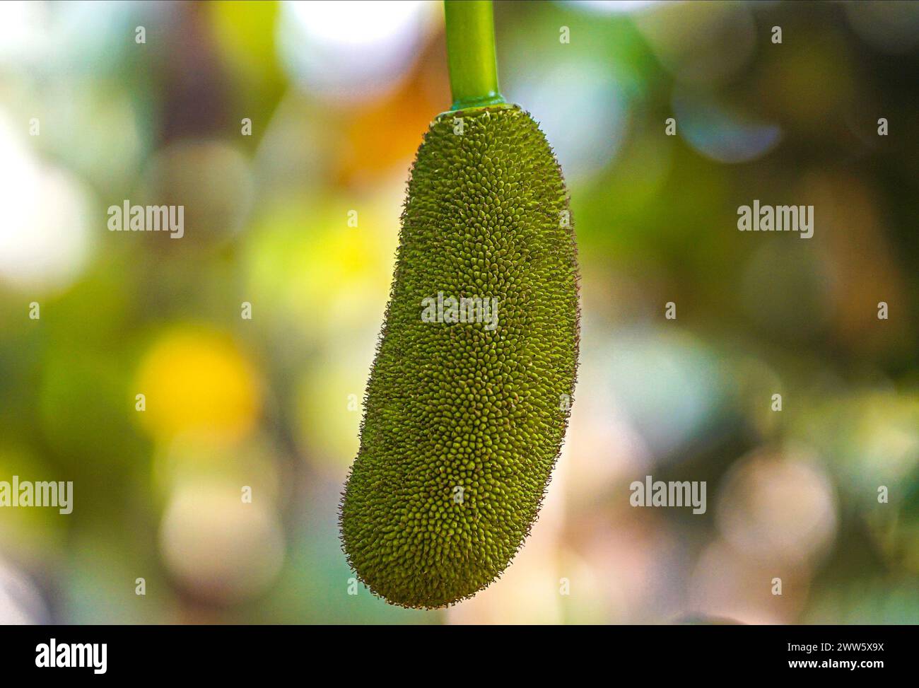 Dang rasimi hi-res stock photography and images - Alamy