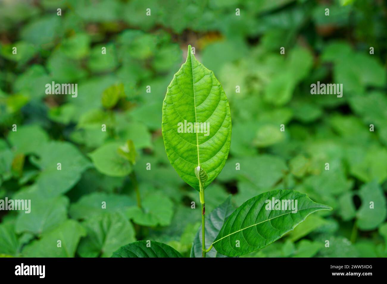 Green Jackfruit Leaf, Green Leafy Background Stock Photo