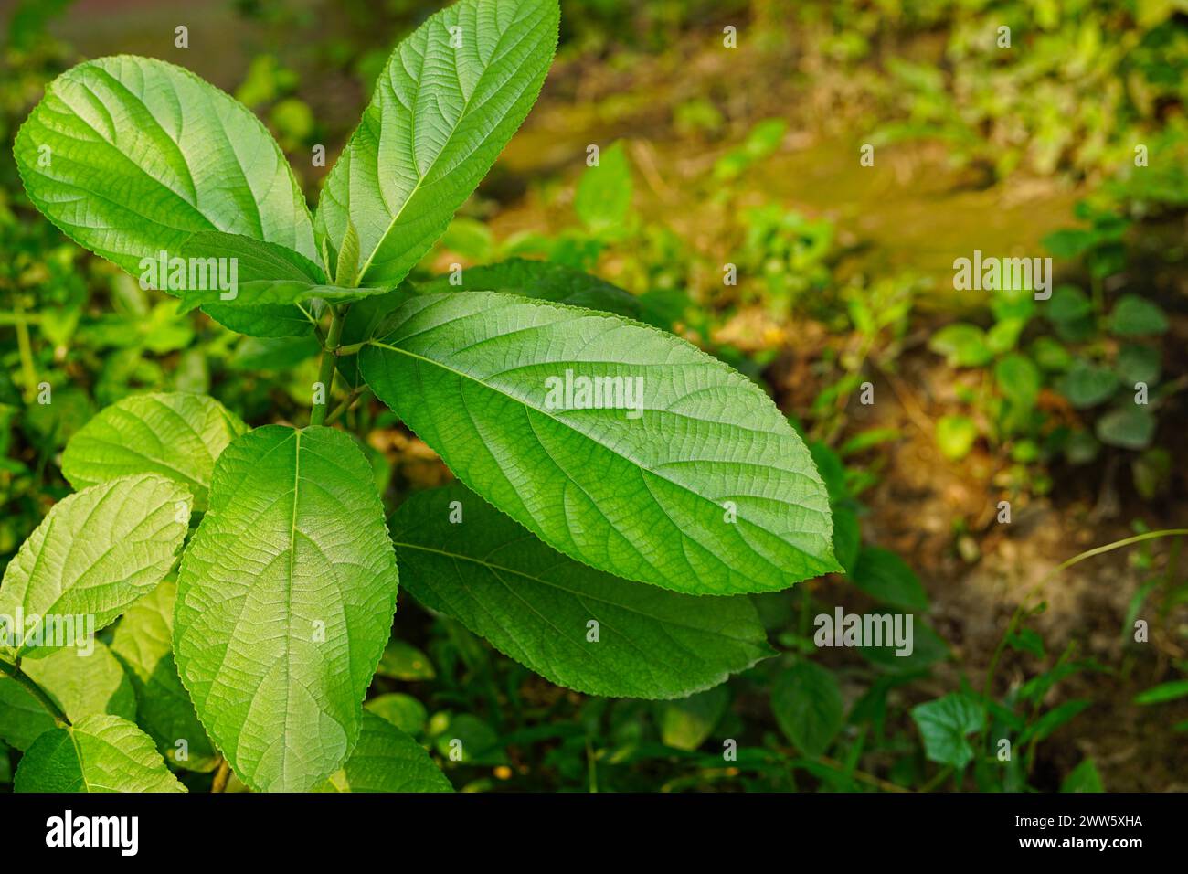 Sinowilsonia henryi tree with it's leaves Stock Photo