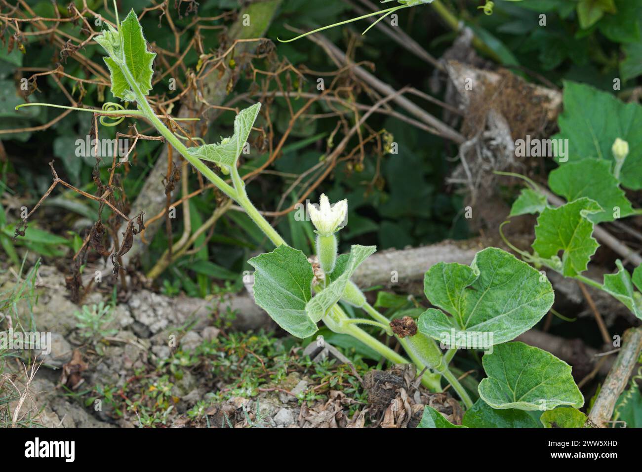 Calabash tree with small calabashes and flowers, Bottle gourd growing up on it's tree Stock Photo
