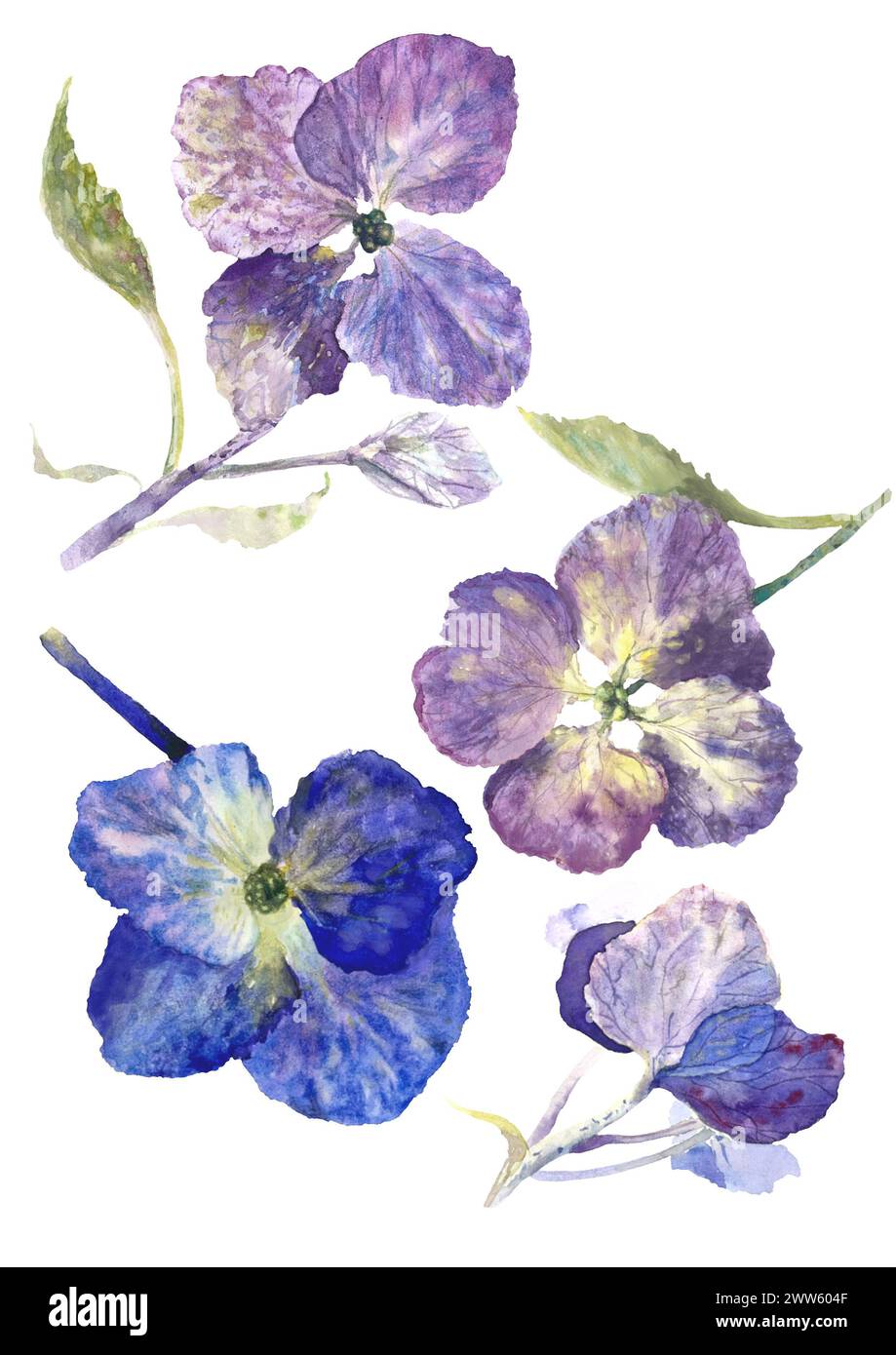 Collection illustration of watercolor purple Pensy flower isolated on ...