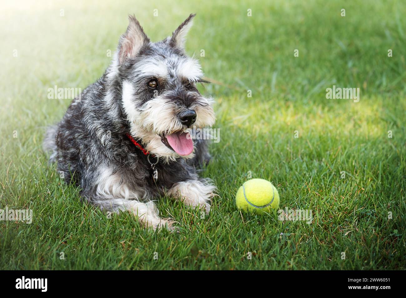 Miniature schnauzer dog lying on the grass with a tennis ball in the backyard Stock Photo