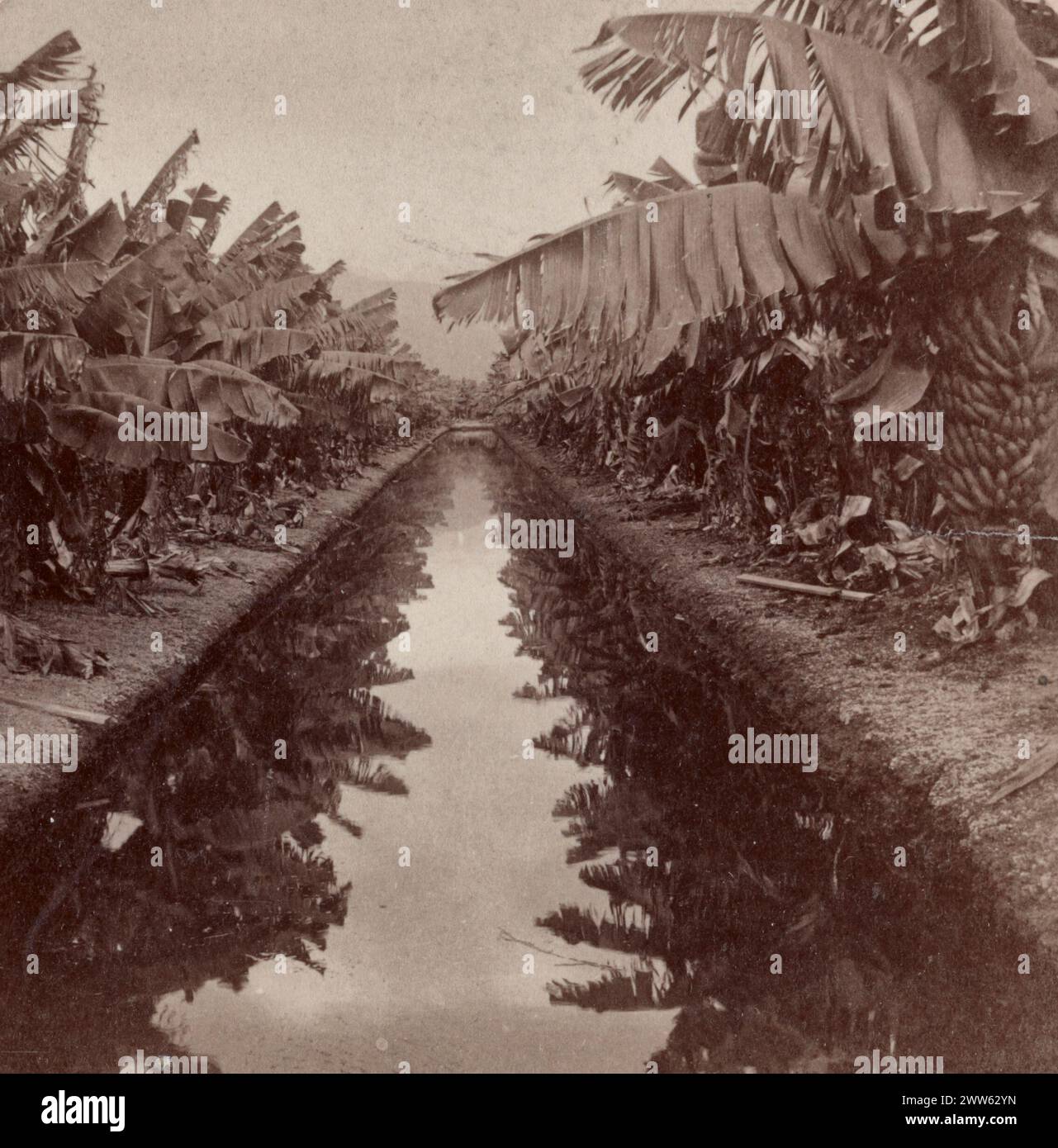 Mirror view, banana plantation, Hawaiian Islands. 1899 Stock Photo