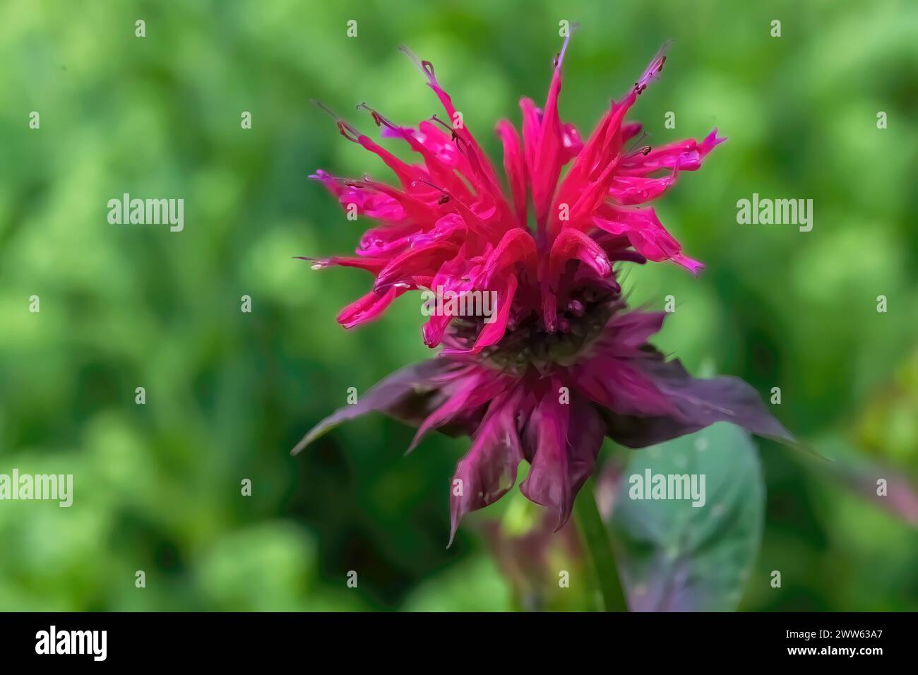 Beautiful red bee balm or monarda flower on a summer morning at Munsinger Gardens in St. Cloud, Minnesota USA. Stock Photo