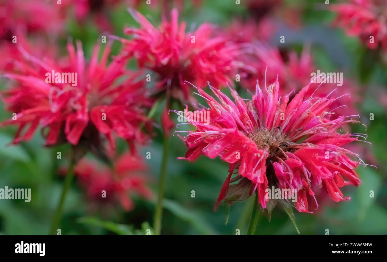 Beautiful red bee balm or monarda flowers on a summer morning at Munsinger Gardens in St. Cloud, Minnesota USA. Stock Photo