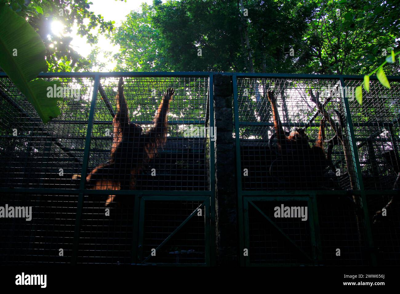 Silhouette of two Bornean Orangutans (Pongo pygmaeus), a resident of wildlife rescue center, playing in their cage. Stock Photo